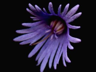 Img.VTax2186.ExN.Img4