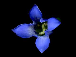 Img.VTax2272.ExN.Img4
