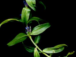 Img.VTax2272.ExN.Img7