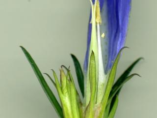 Img.VTax2273.ExN.Img6