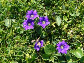 Img.VTax2275.ExN.Img2