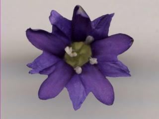 Img.VTax2275.ExN.Img3