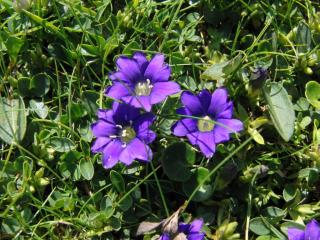 Img.VTax2275.ExN.Img4