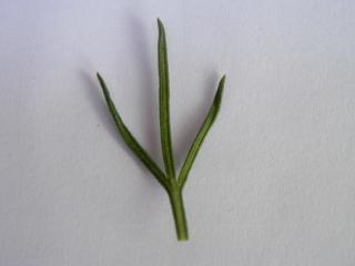 Img.VTax2383.ExN.Img17