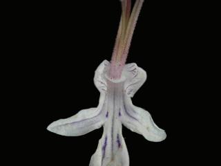 Img.VTax2383.ExN.Img18