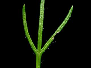 Img.VTax2383.ExN.Img9