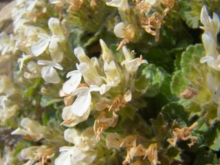 Img.VTax2389.ExN.Img8