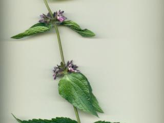 Img.VTax2441.ExN.Img4