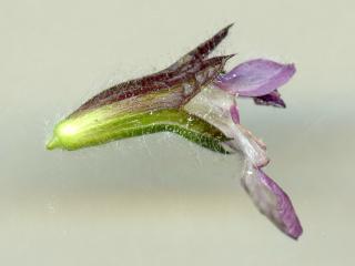 Img.VTax2441.ExN.Img9