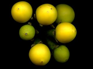 Img.VTax2569.ExN.Img1