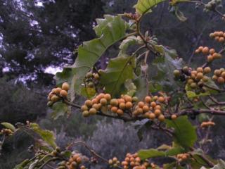 Img.VTax2569.ExN.Img2