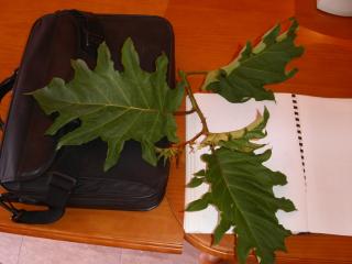 Img.VTax2569.ExN.Img3