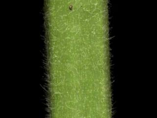 Img.VTax2599.ExN.Img7