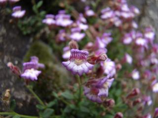 Img.VTax2629.ExN.Img8