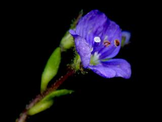 Img.VTax2653.ExN.Img4