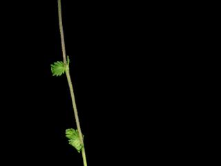 Img.VTax2692.ExN.Img3