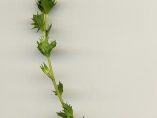 Img.VTax2695.ExN.Img1