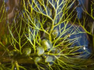 Img.VTax2766.ExN.Img4