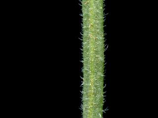 Img.VTax2791.ExN.Img1