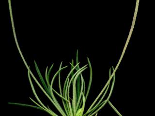 Img.VTax2791.ExN.Img4