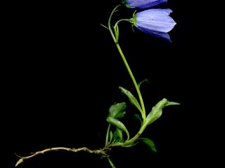 Img.VTax2948.ExN.Img1
