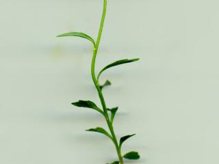 Img.VTax2948.ExN.Img7