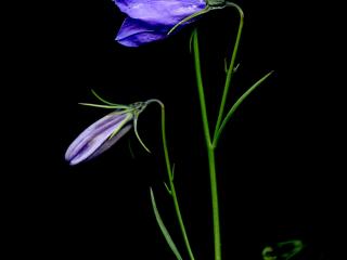 Img.VTax2955.ExN.Img1