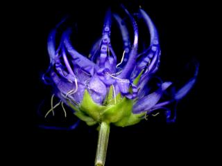 Img.VTax2966.ExN.Img11
