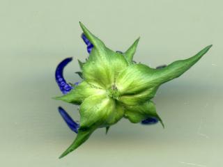 Img.VTax2966.ExN.Img2