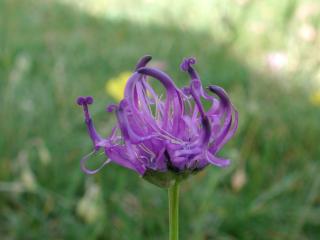 Img.VTax2966.ExN.Img8