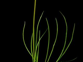 Img.VTax2966.ExN.Img9