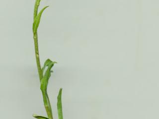 Img.VTax2993.ExN.Img12