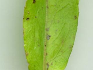 Img.VTax2994.ExN.Img4