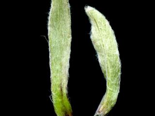 Img.VTax3036.ExN.Img1