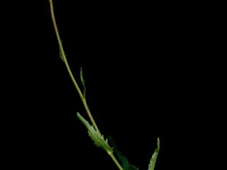 Img.VTax3126.ExN.Img1