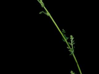 Img.VTax3180.ExN.Img7