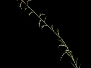 Img.VTax3195.ExN.Img6