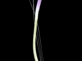 Img.VTax3204.ExN.Img7