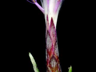 Img.VTax3204.ExN.Img9