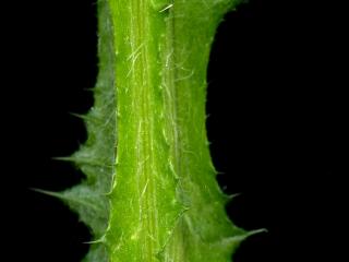 Img.VTax3207.ExN.Img6