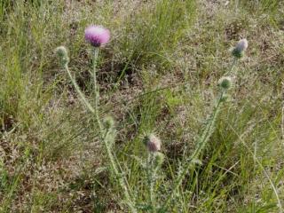 Img.VTax3215.ExN.Img2