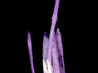Img.VTax3217.ExN.Img1