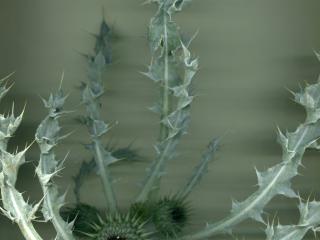 Img.VTax3237.ExN.Img4