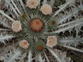 Img.VTax3237.ExN.Img6