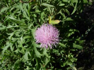 Img.VTax3270.ExN.Img2