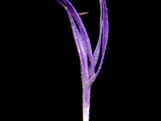 Img.VTax3270.ExN.Img9