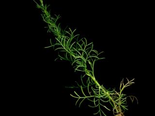 Img.VTax3286.ExN.Img11