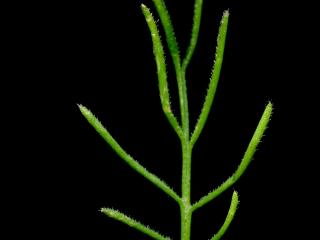 Img.VTax3286.ExN.Img2
