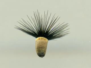 Img.VTax3286.ExN.Img8