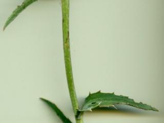 Img.VTax3290.ExN.Img4